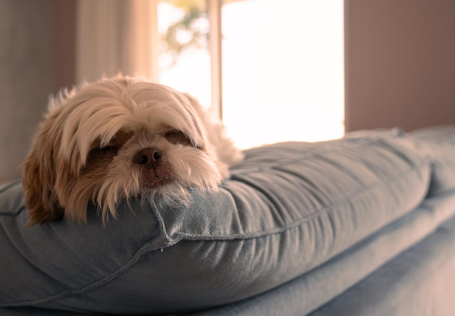Shih tzu: Mirna i prilagodljiva pasmina koja se odlično snalazi u stanu. Ne traži puno intenzivne fizičke aktivnosti pa su joj dovoljne dvije do tri kraće šetnje dnevno i malo igre kod kuće. Većinu vremena rado provodi odmarajući u blizini svojih vlasnika, zbog čega je odličan izbor za ljude koji traže mirnijeg kućnog ljubimca. Jedino na što treba računati jest redovito četkanje duge dlake kako bi ostala zdrava i uredna.