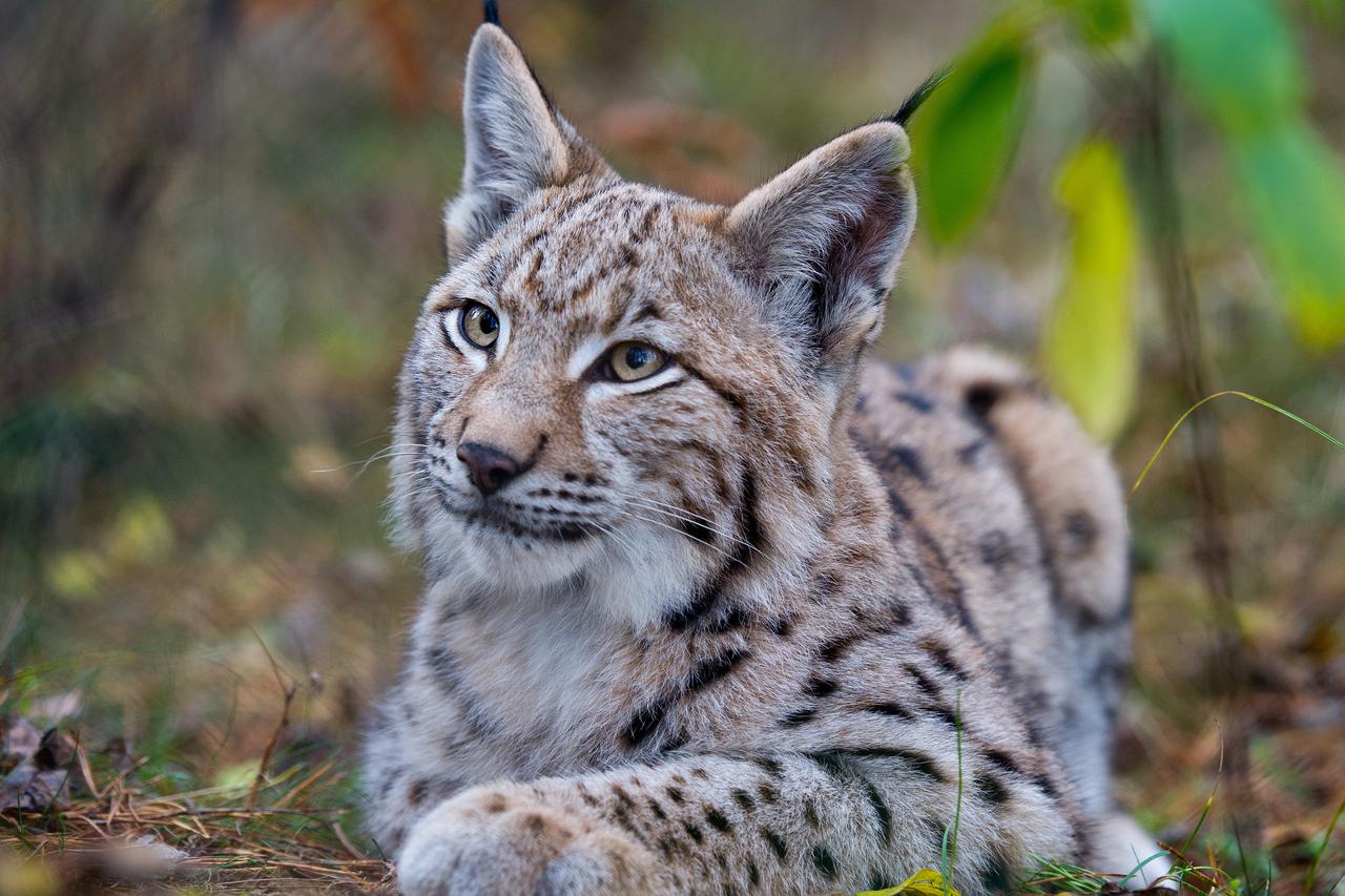 Gross Schoenebeck: Ris odmara u nastambi u parku za divlje životinje