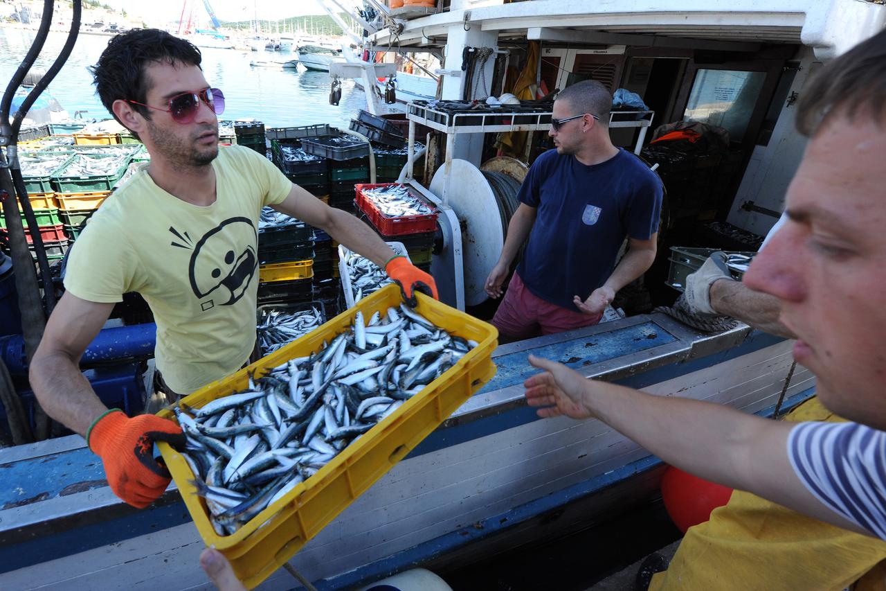 05.06.2013., Tribunj - Ribari na iskrcaju ribe u ribarskoj luci ne mogu se pohvaliti bogatim ulovom od nocas.  Photo: Hrvoje Jelavic/PIXSELL