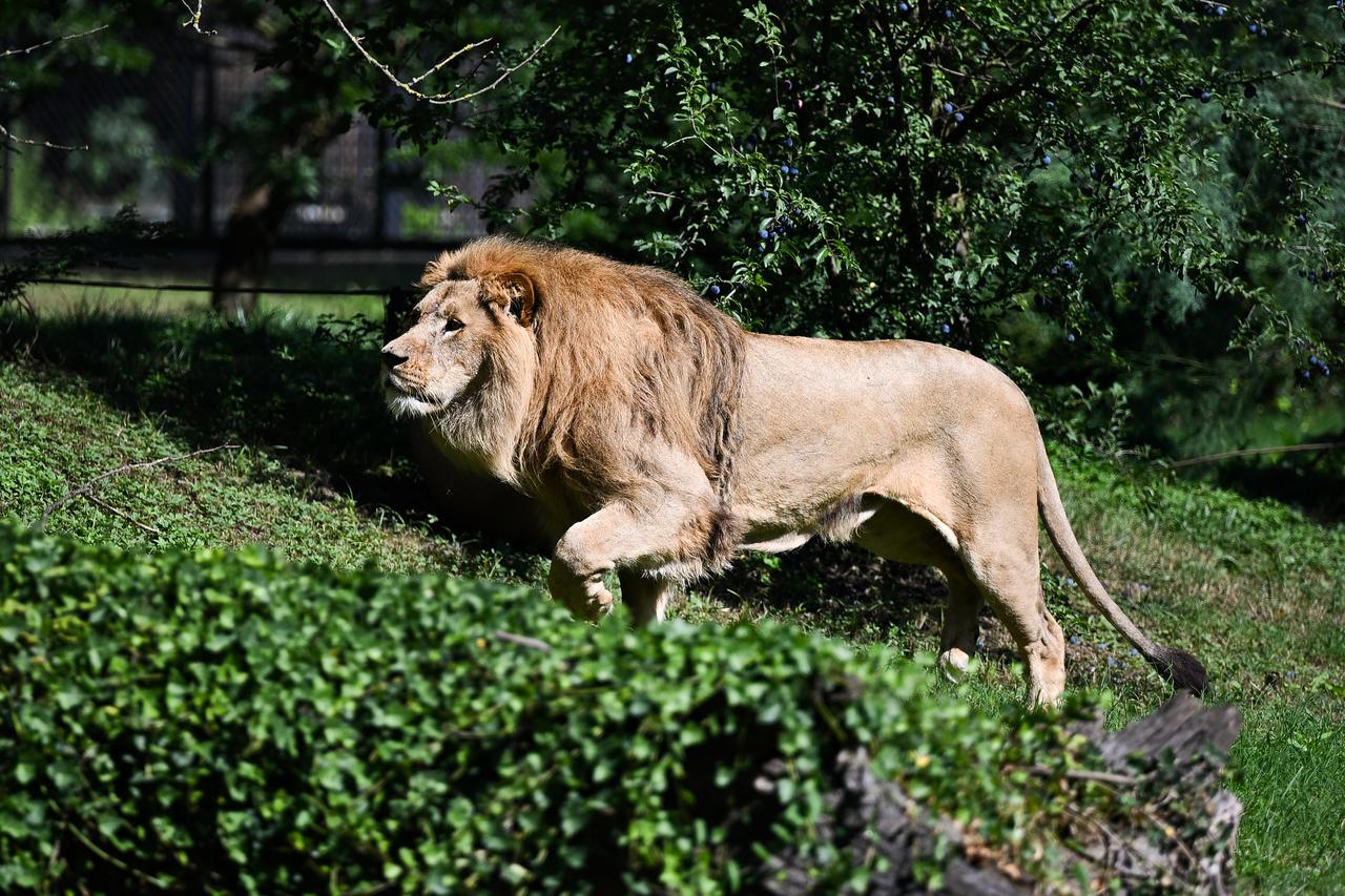 Zagreb: Uganda i Tayri novi stanovnici ZOO Zagreb