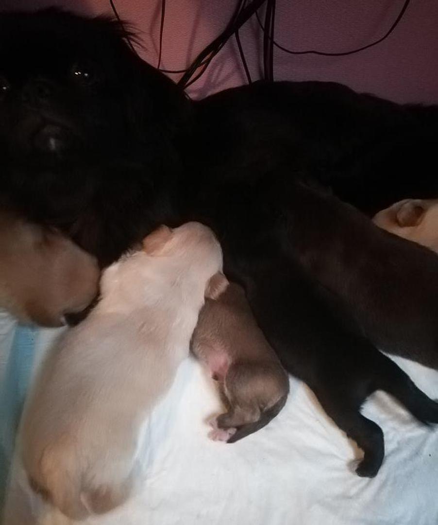 Čovjek odbacio, prihvatila ih kujica koja im nije mama 