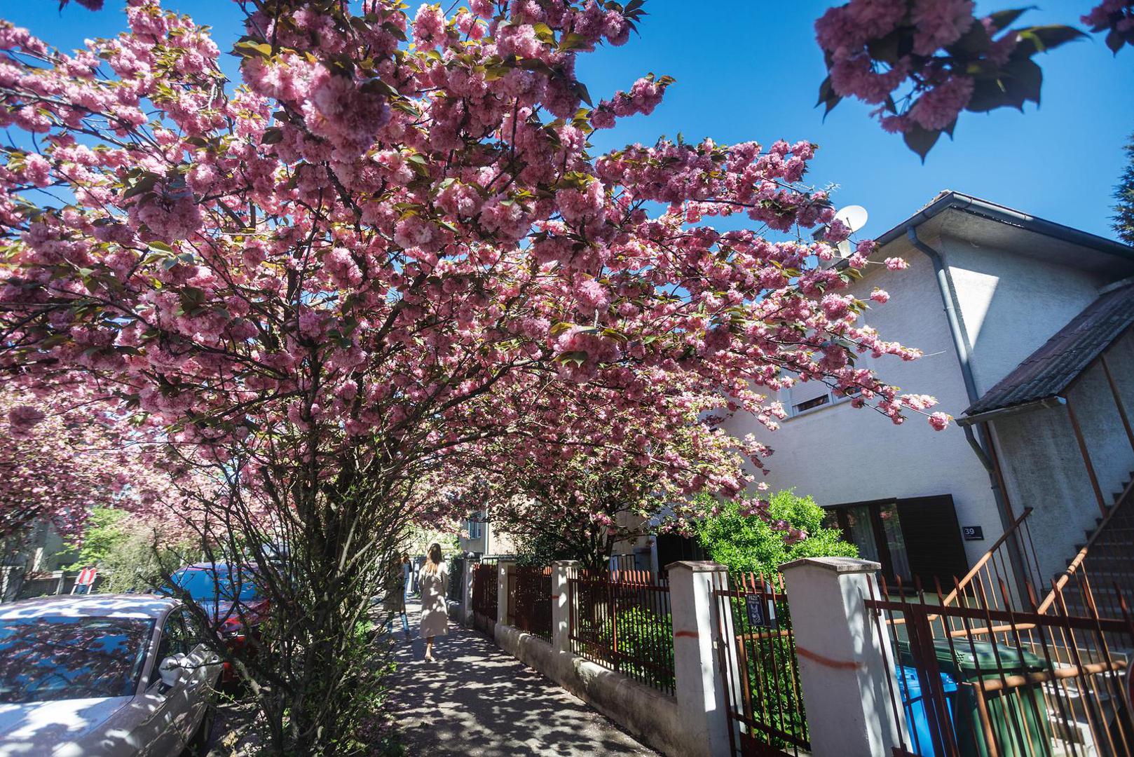 Ulica se nalazi na Maksimiru, između Zvonimirove i Maksimirske, a idealna je kulisa za lijepe proljetne fotke ispod rascvalih krošnji. U galeriji pogledajte prizore.