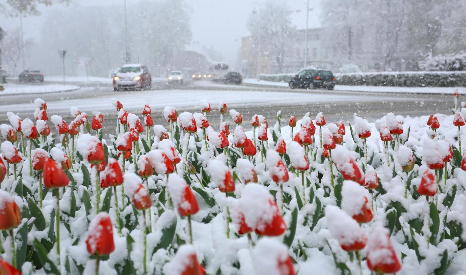 06.04.2021., Karlovac - Od ranih jutarnjih sati u Karlovcu pada gusti snijeg koji je brzo zabijelio prometnice i parkove. Photo: Kristina Stedul Fabac/PIXSELL