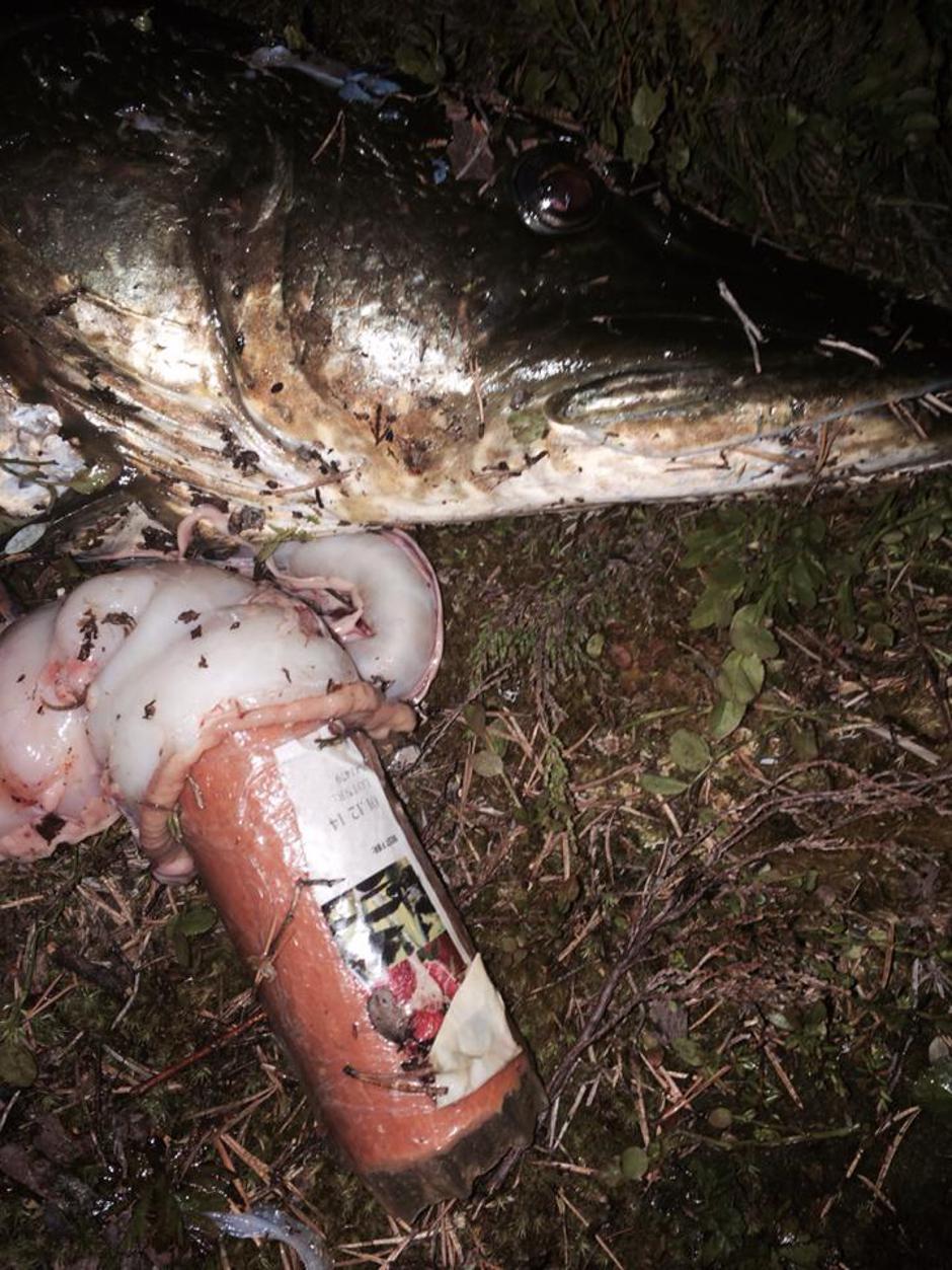 Upecao ribu u kojoj je bila kobasica