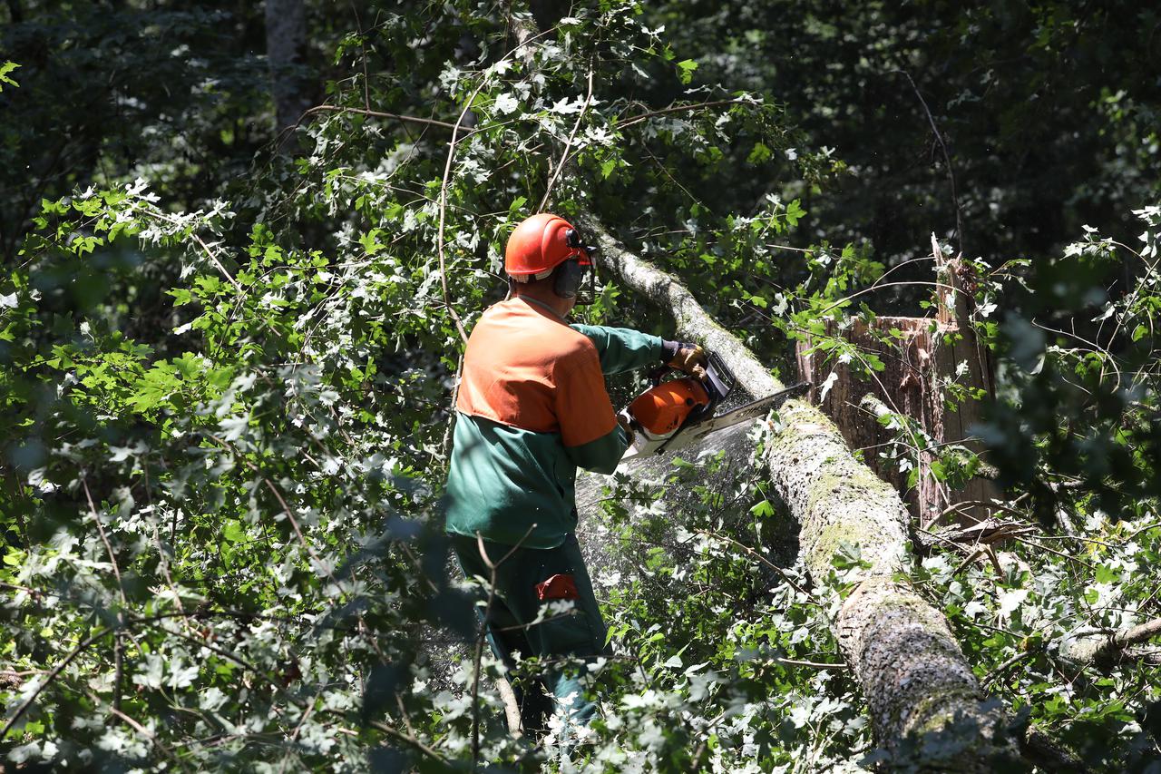 Sječa šume/ilustracija