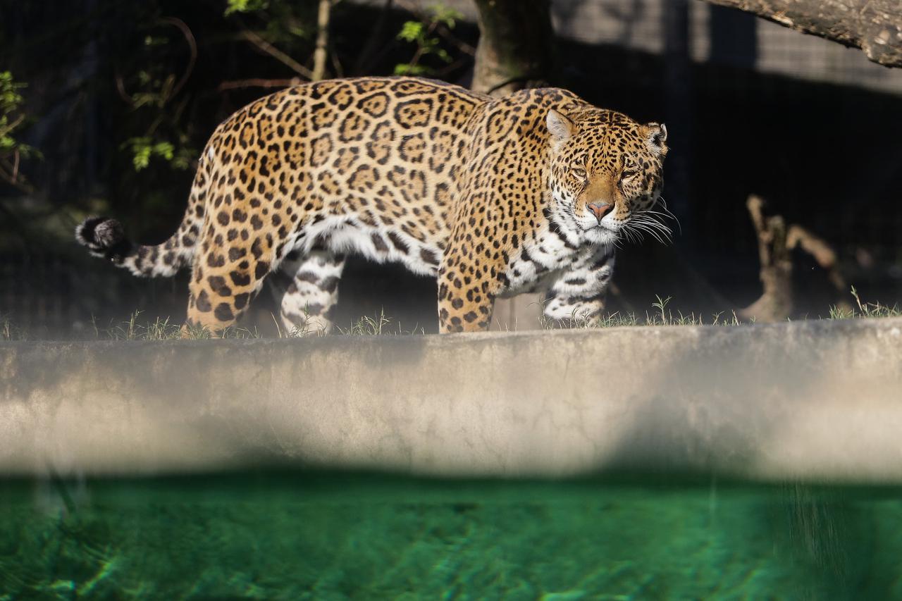 Covid-19 - Situation at the Bordeaux-Pessac zoo