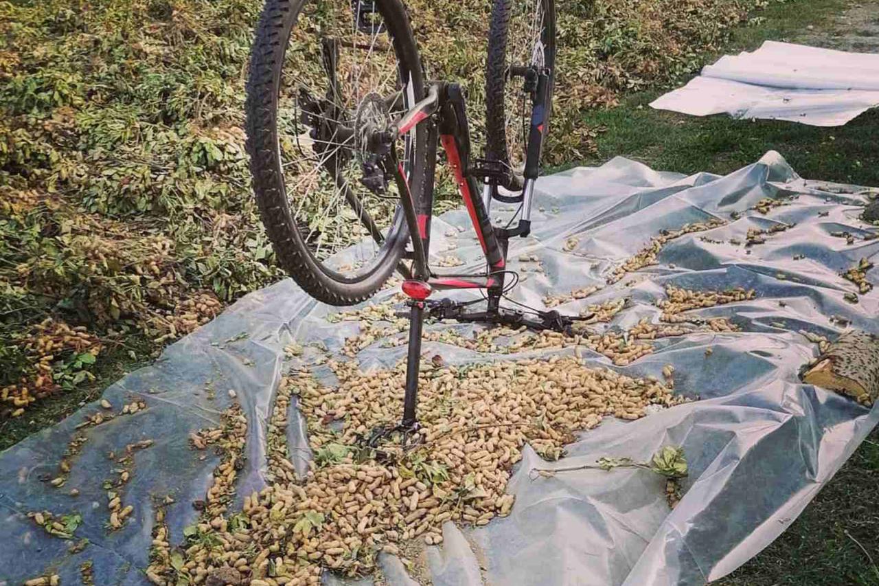 Uzgoj kikirikija u Slavoniji