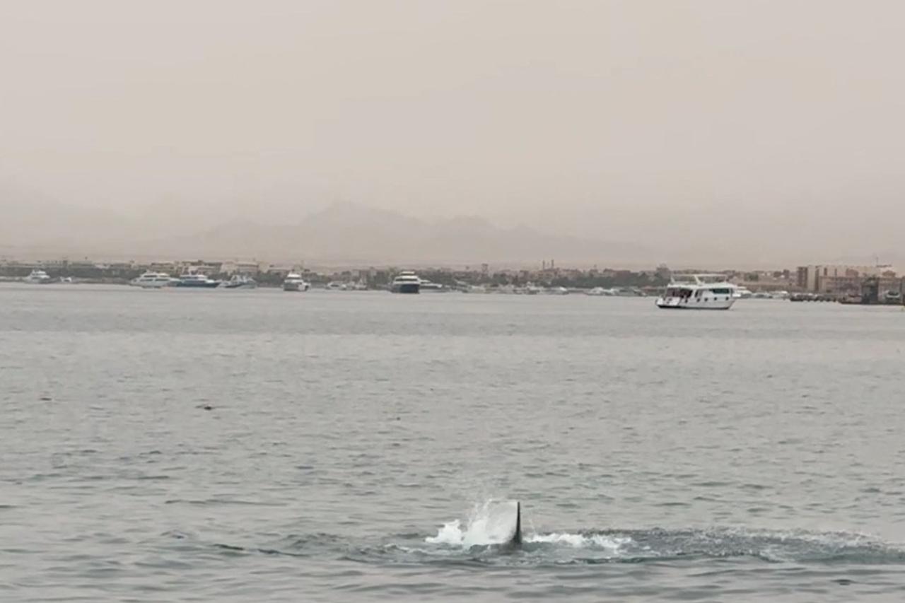 A shark attack in Hurghada