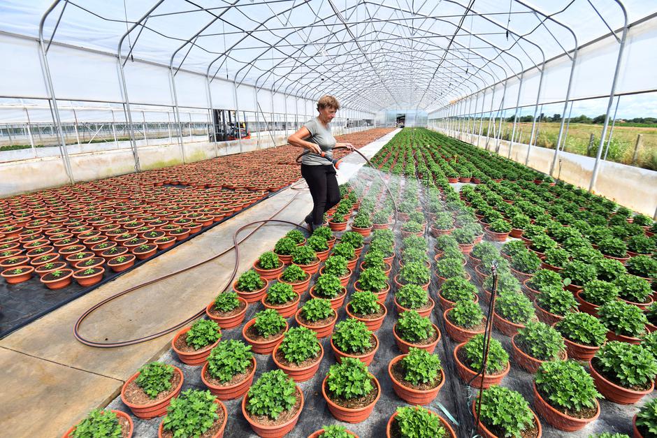 Doljan: Cvjećarski obrt Cepanec