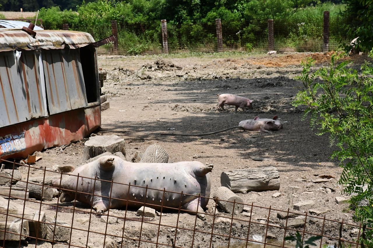 Posavski Podgajci: U selima uz Savu prvi puta u Hrvatskoj pojavila se afrička svinjska kuga 