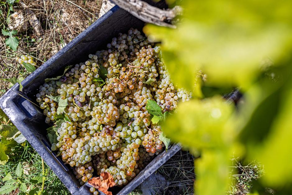 Čitluk: Berba grožđa u Kamenim vinogradima 