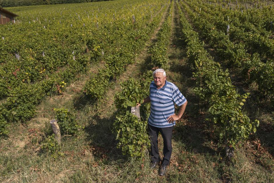 Pogled iz zraka na vinograde Ivana Enjingija