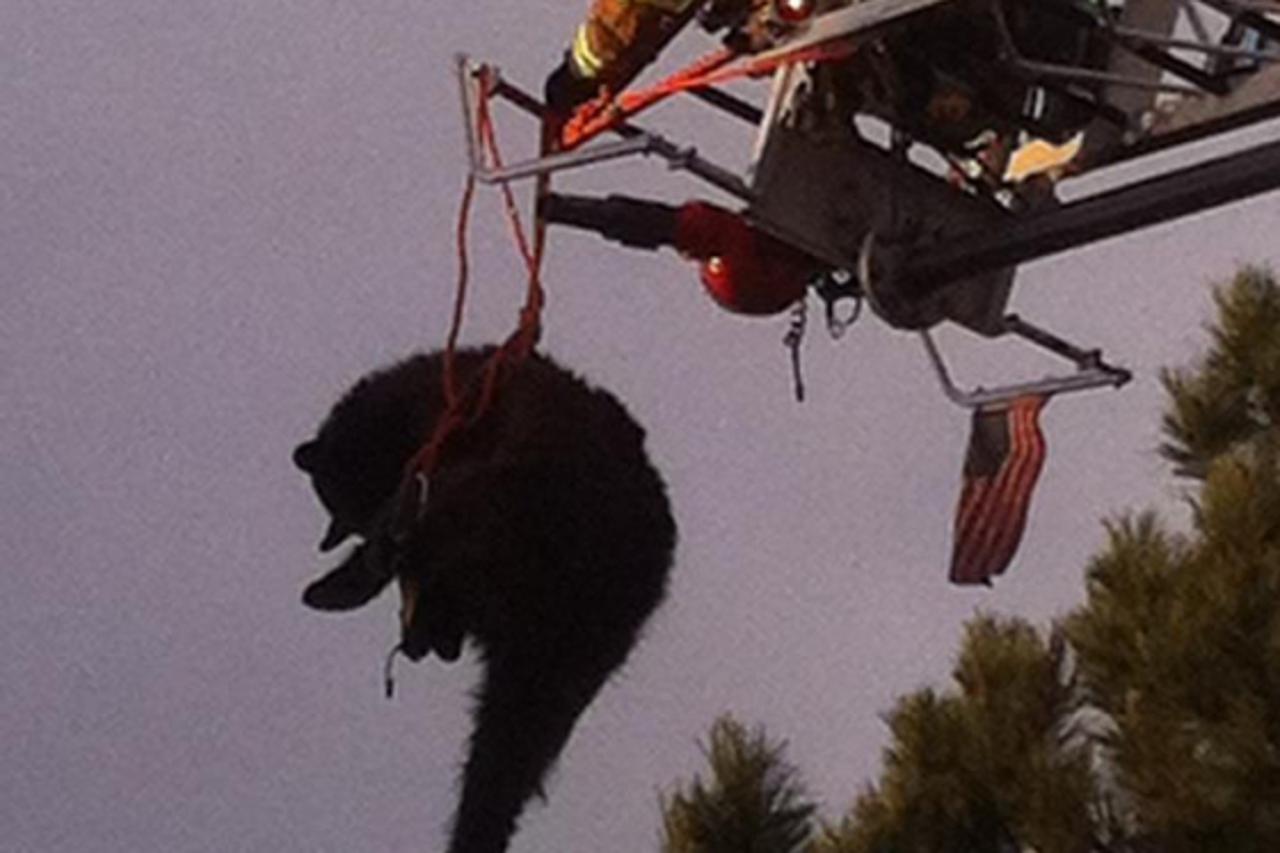 medvjed na drvetu (1)