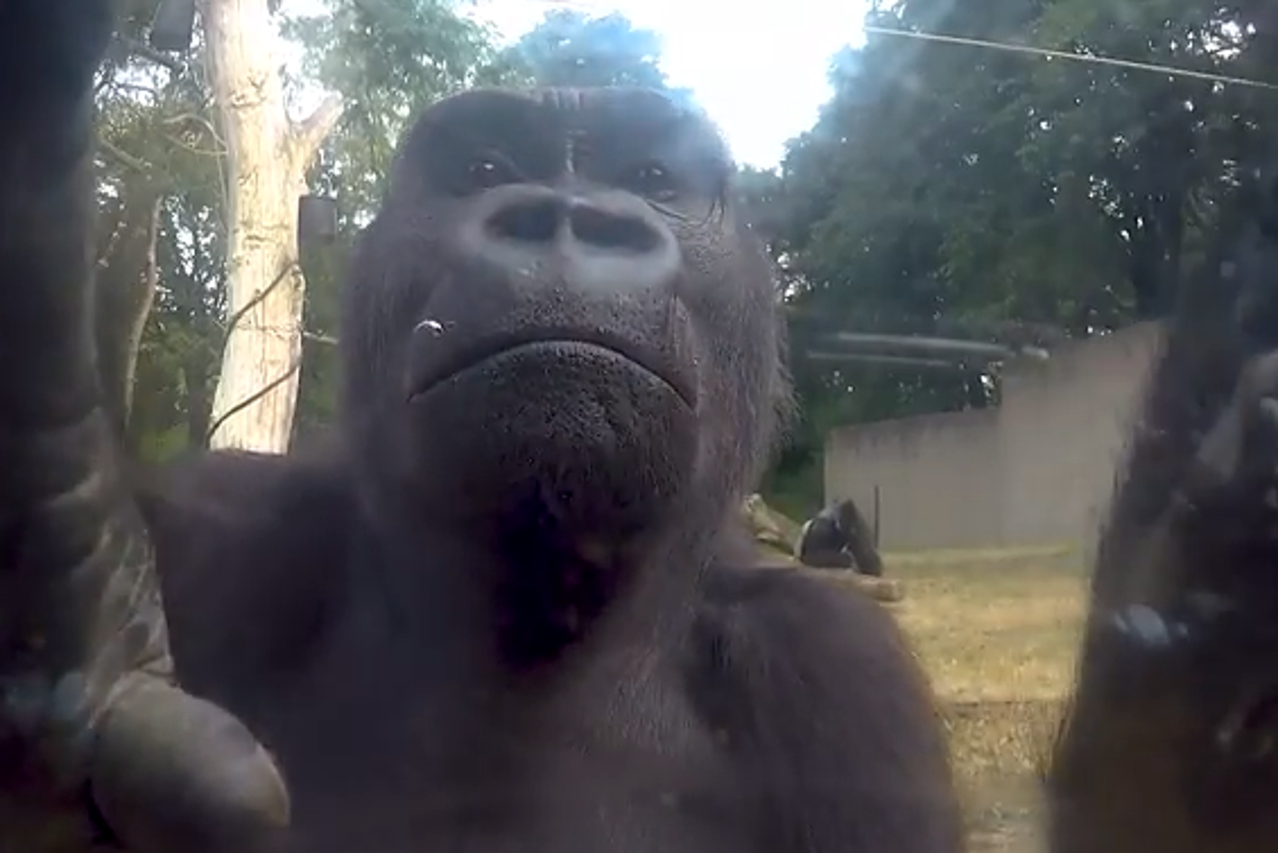 Gorile otkrile kameru