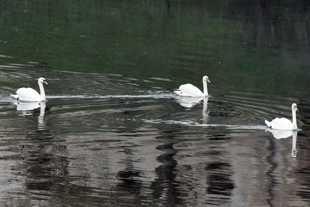 Sisak: Labudovi na Kupi