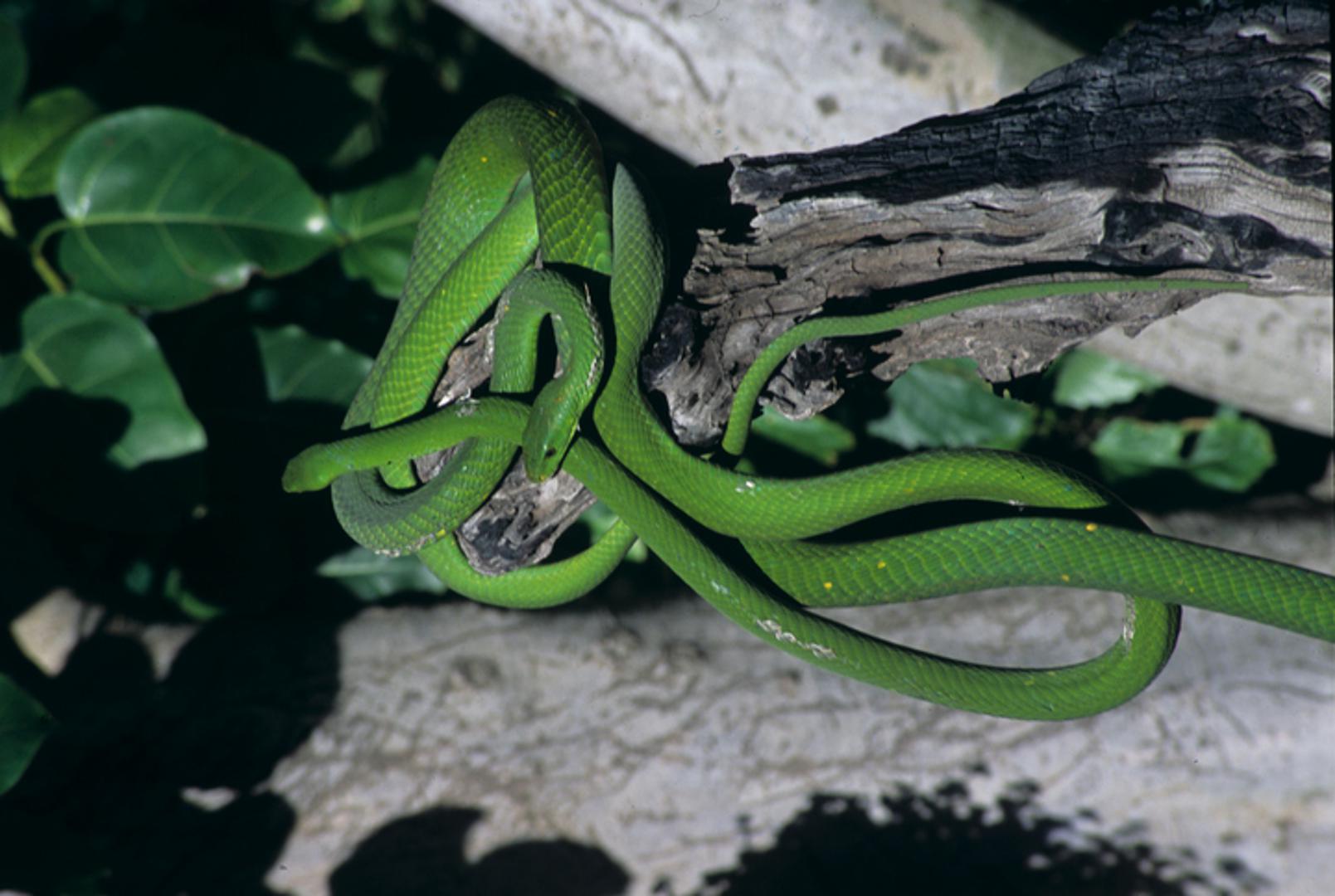 Na zmiju se tijekom povijesti gledalo kao na simbol transformacije. Ako sanjate zmiju, po drevnim vjerovanjima, to može značiti preokret u vašem životu i osobnu transformaciju.
