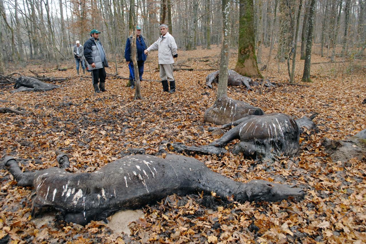 \'08.11.2010., Lonjsko polje - U simi Ostrovsko pronadjeno je 80-tak leseva konja i 20-tak goveda koje su stradsale u poplavama krajem rujna. Teren su obisli vlasnici stoke i veterinarski inspektor. P