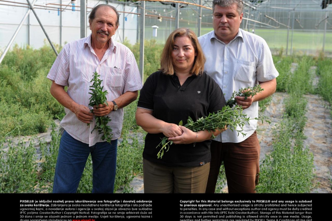 'SPECIJAL DOM I VRT  05.09.2013., Zagreb -   Stevia biljka koju uzgaja bracni par Rajka i Goran Miljkovic, a od koje rade prirodna sladila i cajeve. Photo: Davor Visnjic/PIXSELL'