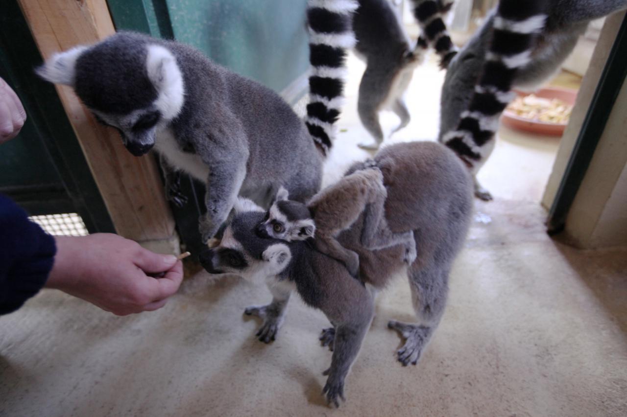 Lemur
