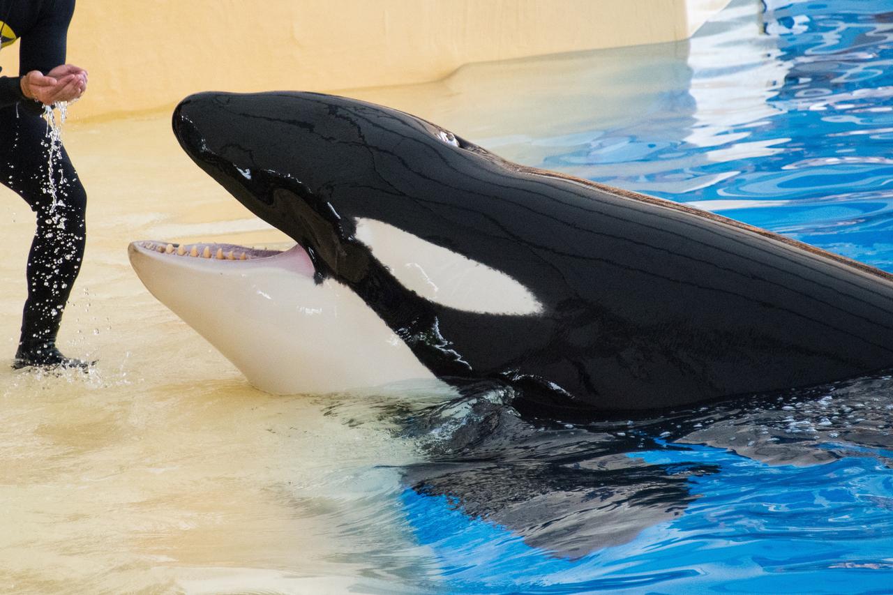 A killer whale, also known as orca, pictured during a killer whale show at Loro Parque in Puerto de la Cruz located in the north of Tenerife island, Spain, 27 November 2015. The Loro Parque is an animal park originally designed as a parrot park, which is 