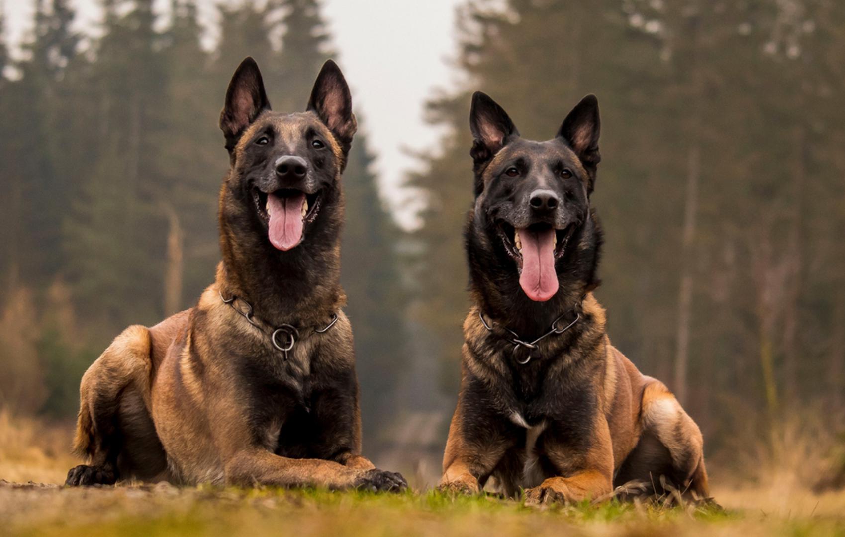 Belgijski ovčar Malinois: Malinois je pas koji se sve češće koristi u policiji i specijalnim jedinicama. Ima izuzetno izražen radni instinkt, energiju i zaštitničku prirodu. Idealan je za obitelj koja ima iskustva s aktivnim psima i može mu pružiti dovoljno treninga i kretanja.