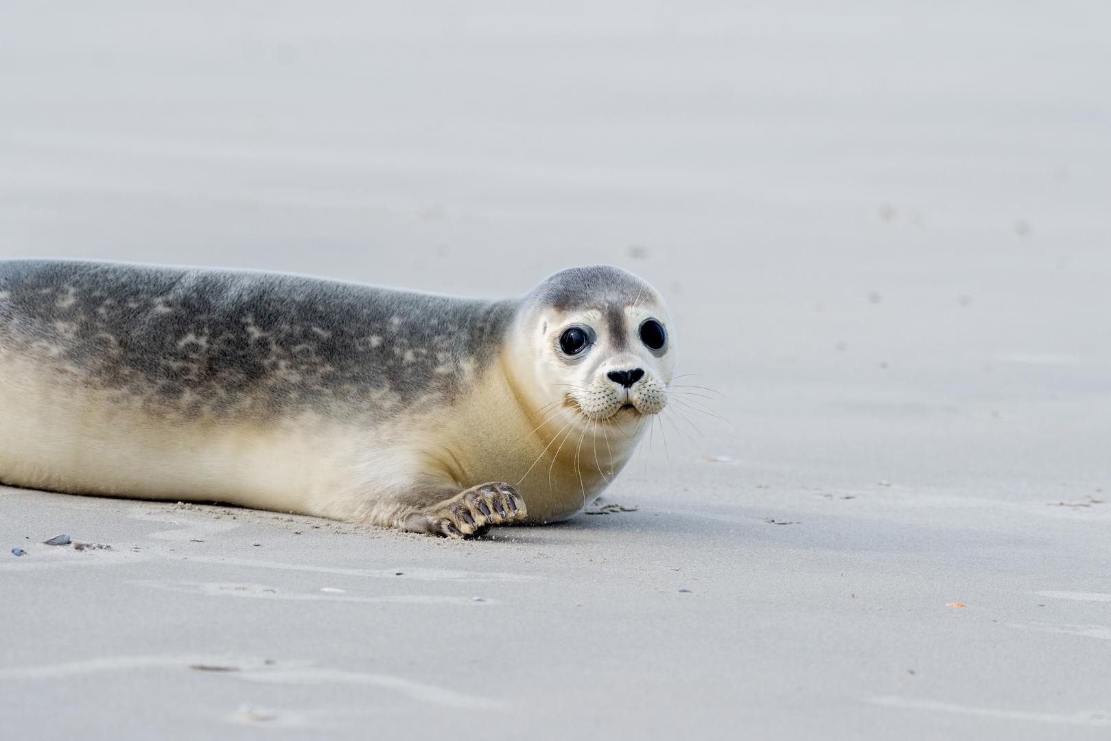 Na istočnom dijelu otoka Juist, u Sjevernom moru, nedavno su pušteni u divljinu mladi tuljani Hubi, Steve i Scotty. 