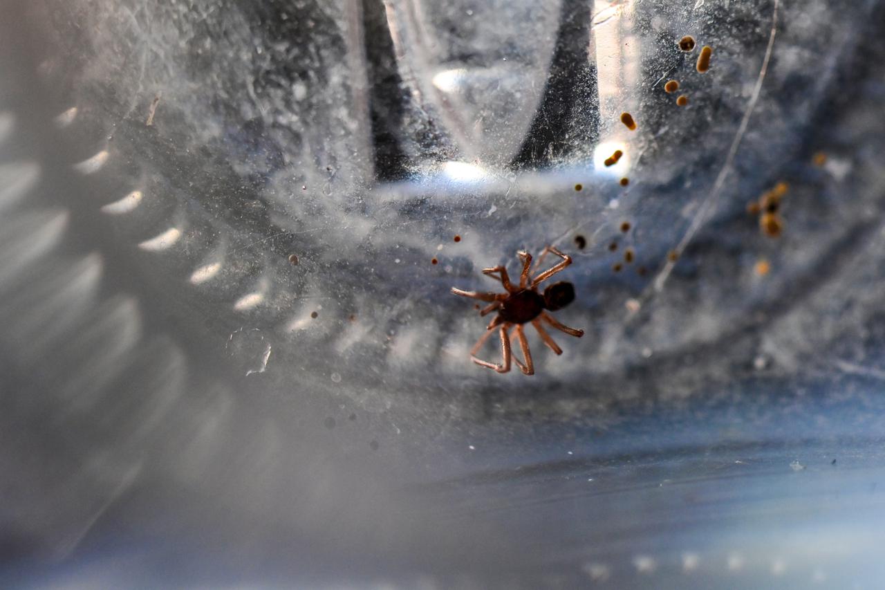 Beba pauk nakon što se izlegao iz jajašca