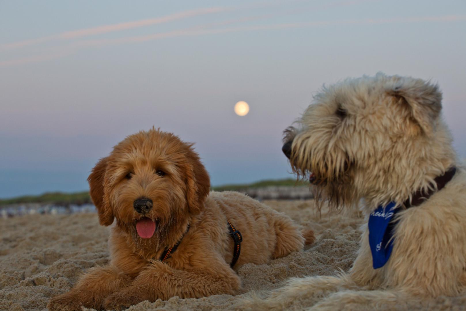 Mekodlaki pšenični terijer: Ova društvena pasmina manje je ratoborna od drugih terijera. Mekodlaki pšenični terijer je veseo, prijateljski nastrojen i duboko odan.
