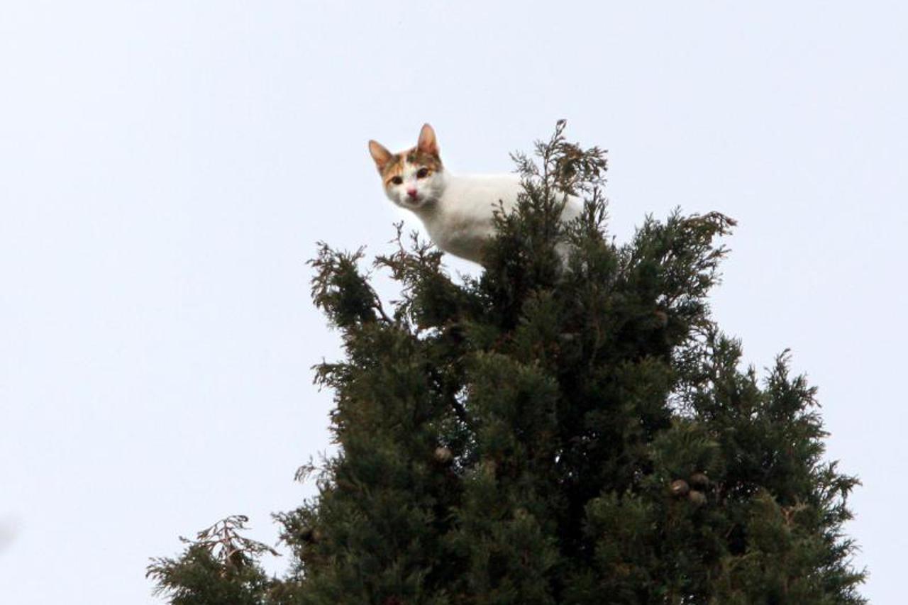 maca baca,spašavanje mačke,domaća mačka (1)