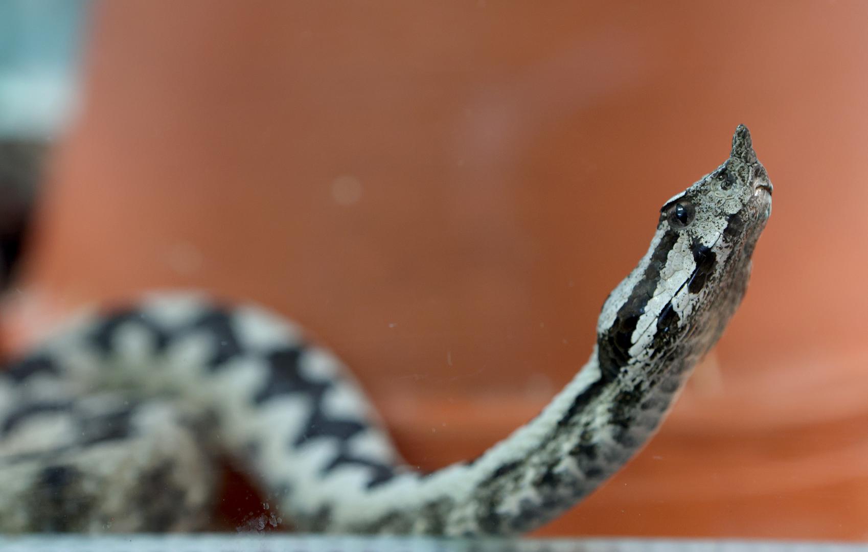 Poskok: Rogati poskok slovi za najopasnijeg europskog poskoka zbog svoje veličine, dugih očnjaka (do 13 mm) i visoke toksičnosti otrova. U Hrvatskoj se ova zmija može naći posvuda, a raste do 95 cm, iako jedinke obično mjere manje od 85. Njihova najizrazitija karakteristika je ‘rog’ na njušci, odmah iznad rostralne ljuske. Kod mužjaka glava ima nepravilne tamno smeđe, tamnosive ili crne oznake. Debela, crna pruga ide od iza oka do iza kuta čeljusti. Jezik je obično crn, a šarenica ima zlatnu ili bakrenastu boju. Ženke imaju sličan uzorak boje, osim što je manje jasan i kontrastan.