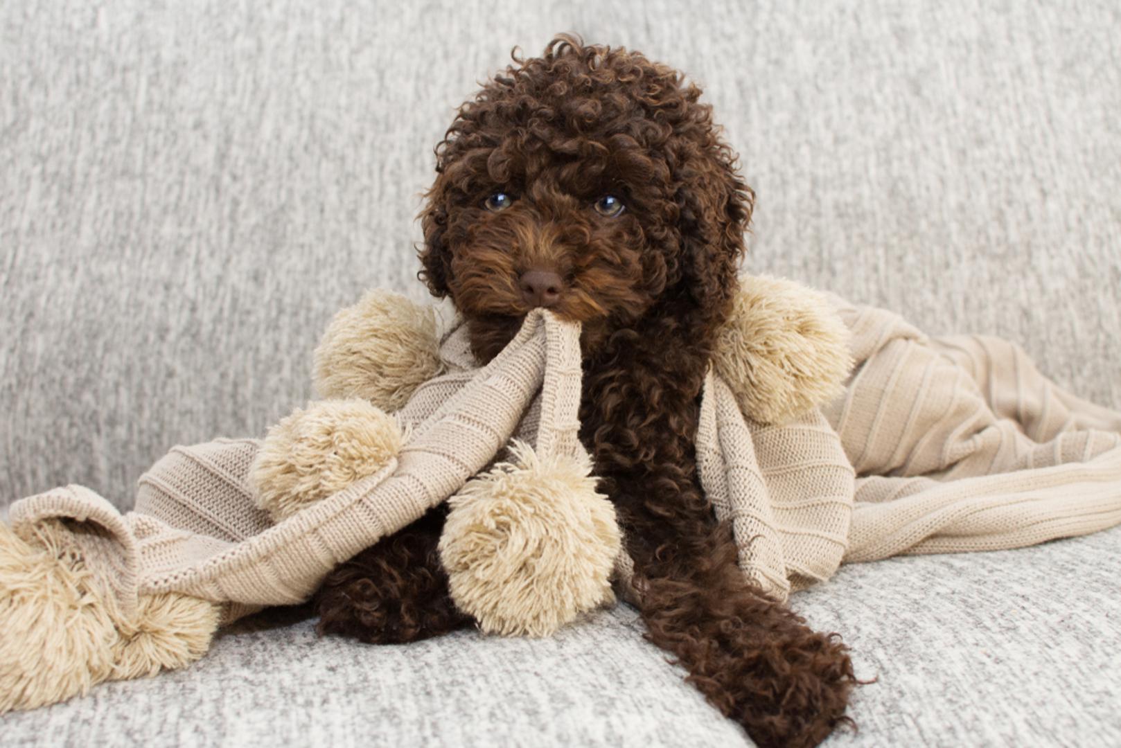 Umor ili preveliko uzbuđenje također se navode među mogućim razlozima. Kao i mala djeca, štenci mogu postati razdražljivi kada su premoreni ili previše uzbuđeni. Ne treba zanemariti niti mogući strah ili tjeskobu. Naime, grickanje psićima može pomoći da se nose s neugodnim emocijama.