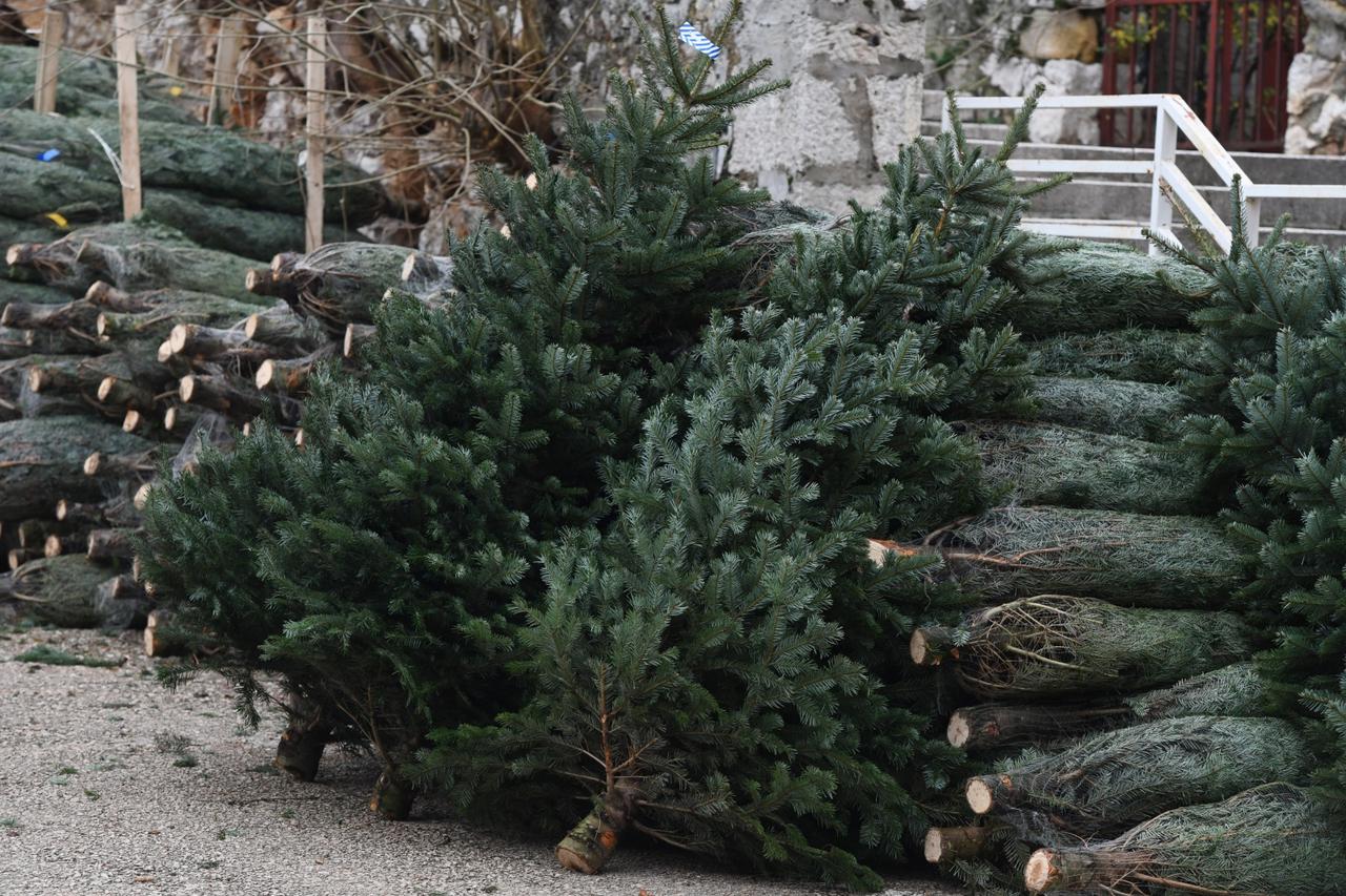 U Šibeniku započela prodaja božičnih drvca