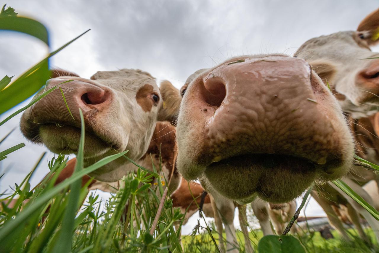 Curious cows on a pasture