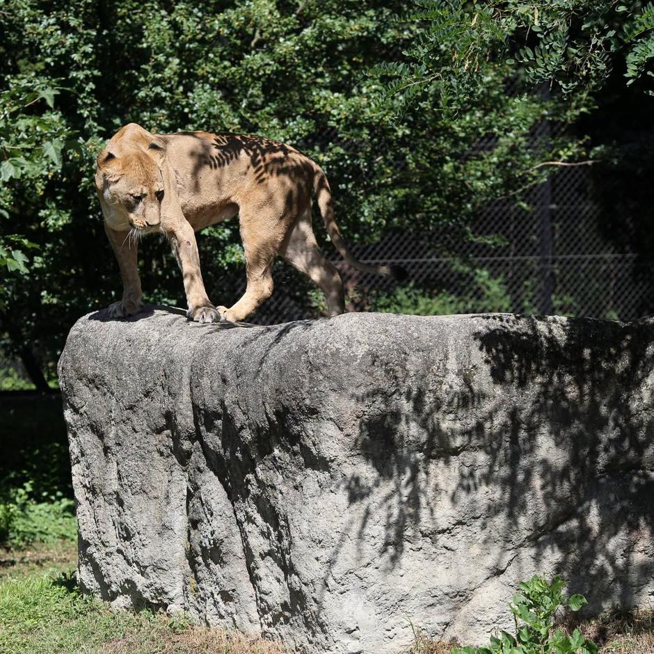 Lav i lavica u ZOO-u