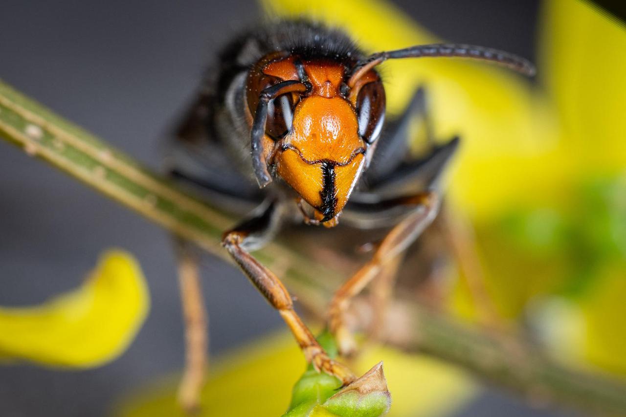 Azijski stršljen lovi stotine domaćih vrsta insekata u Europi