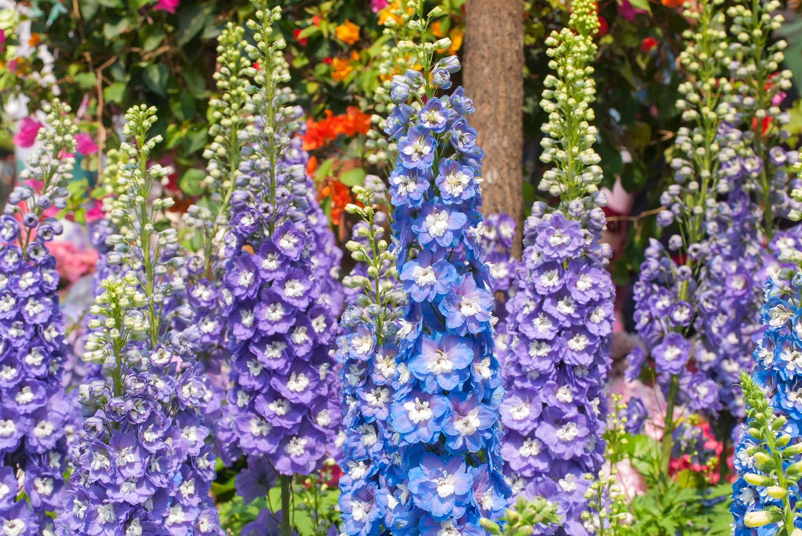 Srpanj: Delphinium, poznat i kao kokotić, simbolizira dostojanstvo, vedrinu i pozitivnu energiju. Ne podnosi presađivanje, a voli sunce, hranjivo tlo i redovito zalijevanje. Zbog visokih cvjetnih stapki često mu je potreban oslonac. Njegovi visoki klasovi prepuni cvjetova unose živost u cvjetne gredice te privlače pčele i leptire.