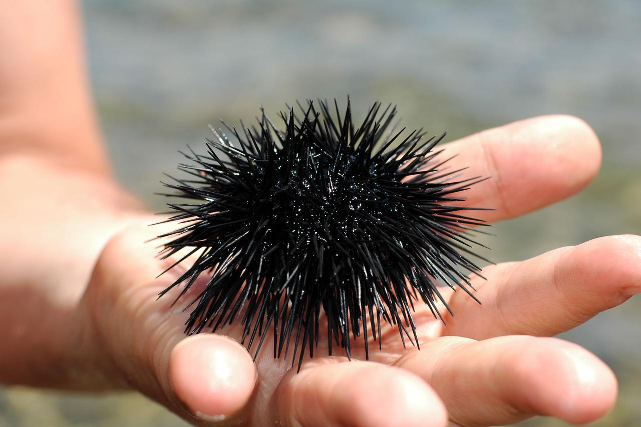 Morski jež