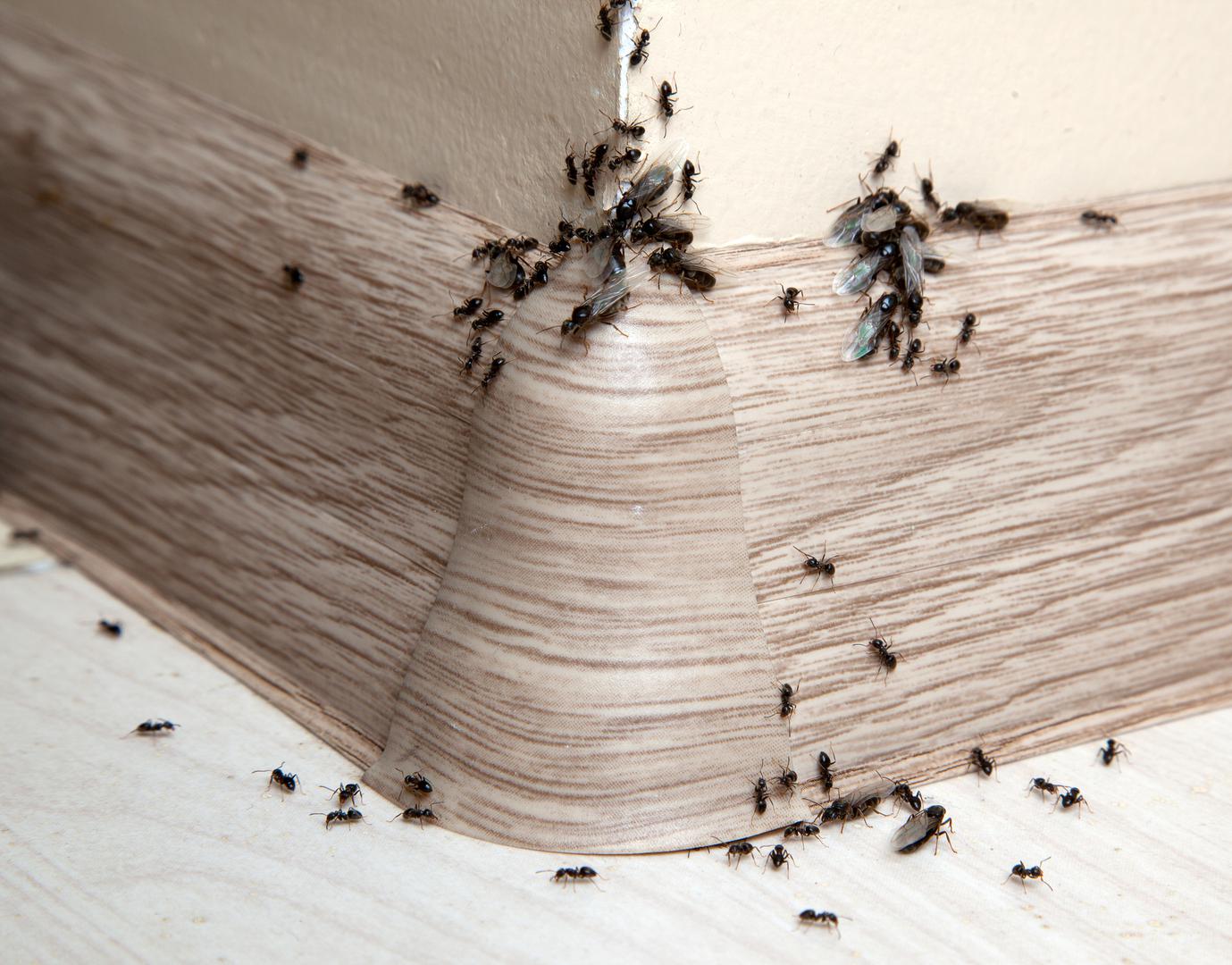 Ako su vam se u dom "naselili" mravi ili žohari, riješit ćete ih se sastojcima koje imate u svom domu. Prisjetili smo se praktičnih savjeta koji će uvijek biti učinkoviti. Evo kako...