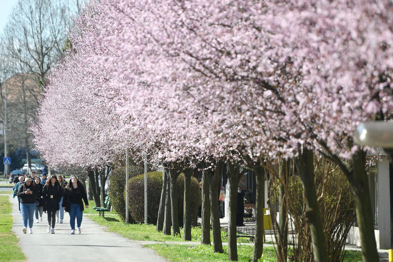 Čakovec: Procvala japanska trešnja