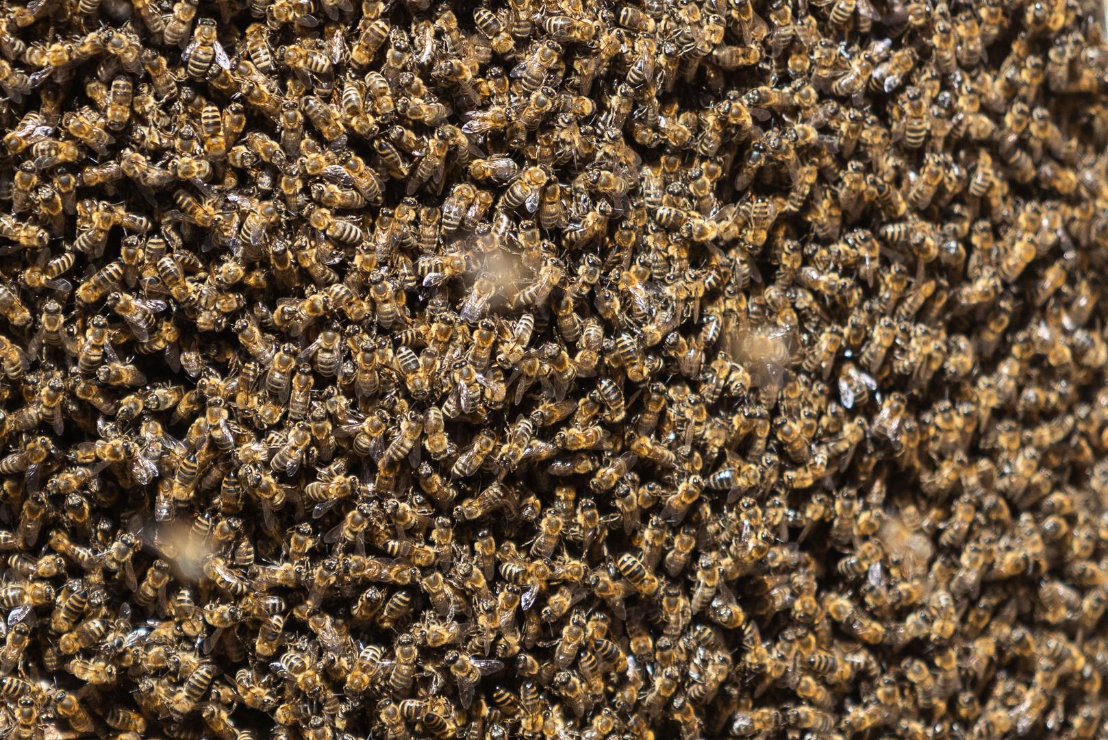 Građanima se, međutim, savjetuje da ni u kojem slučaju ne pokušavaju sami ukloniti roj. Pčele ne treba prskati vodom, insekticidima niti ih tjerati metlama ili drugim predmetima jer bi ih to moglo potaknuti na obrambenu reakciju. 