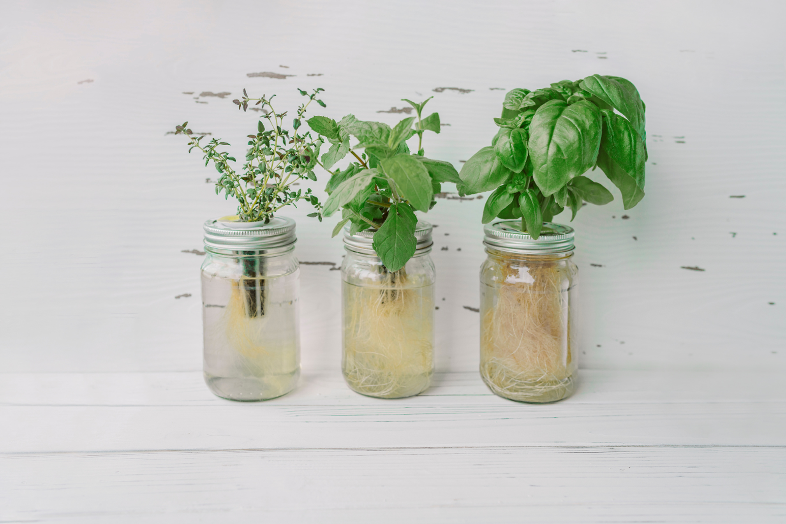 Svoje male vodene vrtove smjestite na svijetlo mjesto, poput prozorske daske, ali ih zaštitite od izravnog, jakog sunca koje bi moglo spržiti listove. Nakon što biljke razviju snažan korijenski sustav, možete im život u vodi produljiti dodavanjem kapljice tekućeg gnojiva svakih nekoliko tjedana ili ih jednostavno presaditi u teglu sa zemljom.