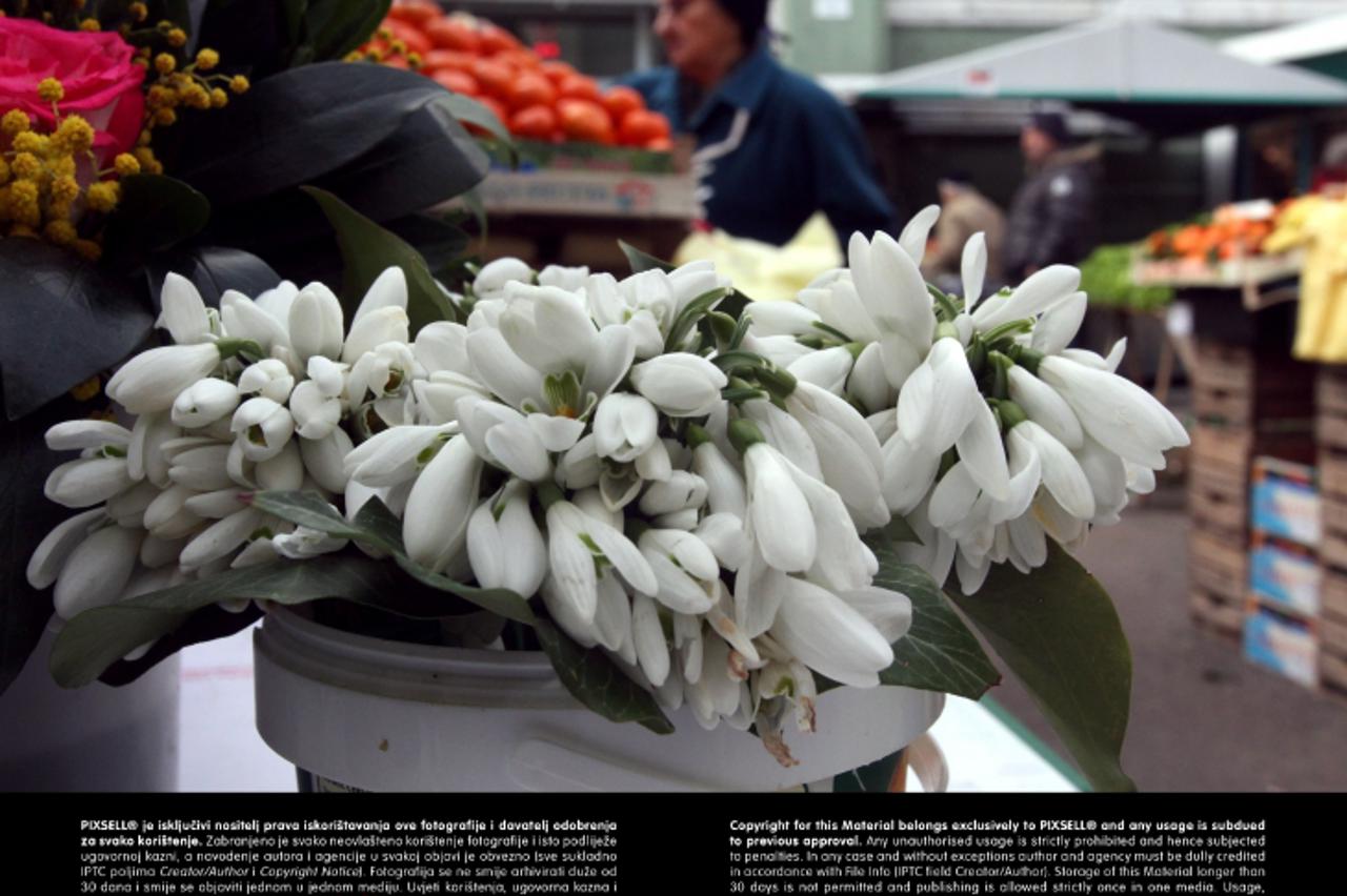 '18.02.2013., Rijeka - Vjesnici proljeca, visibabe na gradskoj trzinici se prodaju po 10 kn za mali buketic.  Photo: Goran Kovacic/PIXSELL'