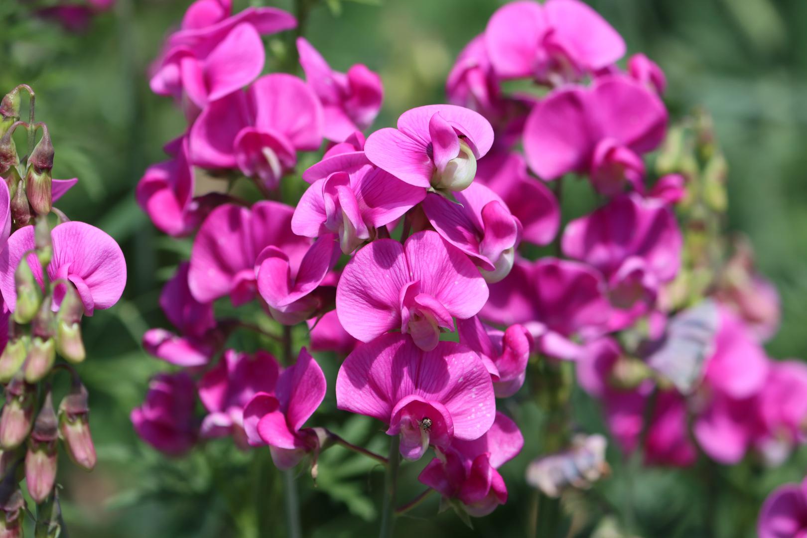 3. Mirisna grahorica: Iako je jednogodišnja biljka, mirisna grahorica donosi obilje boje i intenzivan miris koji osvaja. Cvate već od svibnja i savršen je za stvaranje mirisnih kutaka, a dodatni je plus što privlači mnoštvo oprašivača.