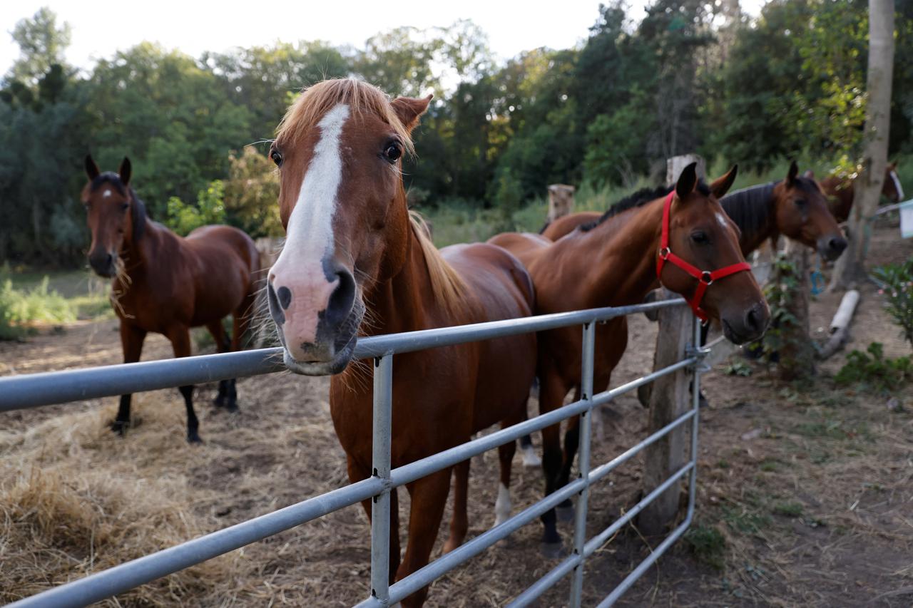 French Interior Minister Gerald Darmanin attend a meeting with horse breeders - Plailly
