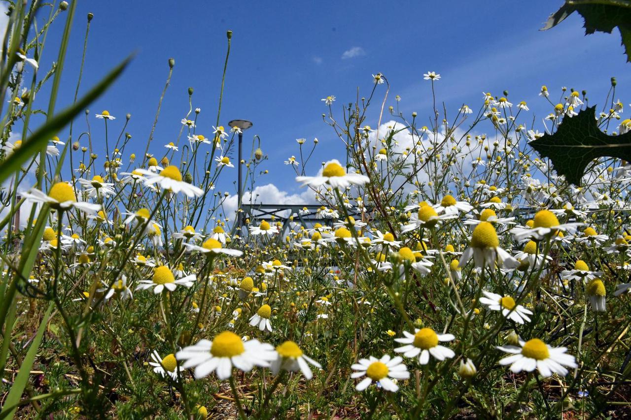 Slavonski Brod: Kamilica, najpopularnija ljekovita biljka našeg podneblja
