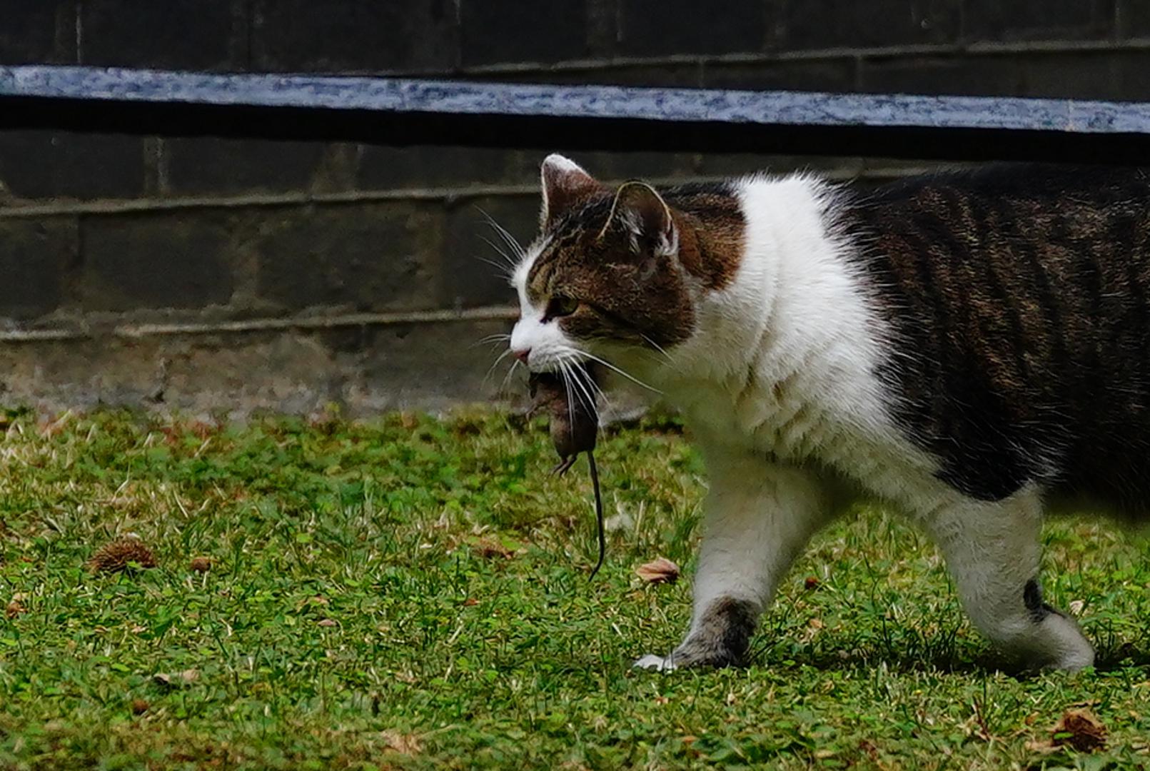 "Kad ste u Downing Streetu i bavite se životima, uvijek ste vrlo svjesni da ako on iskoči iza vas, puno ljudi više neće slušati što govorite", rekla je.