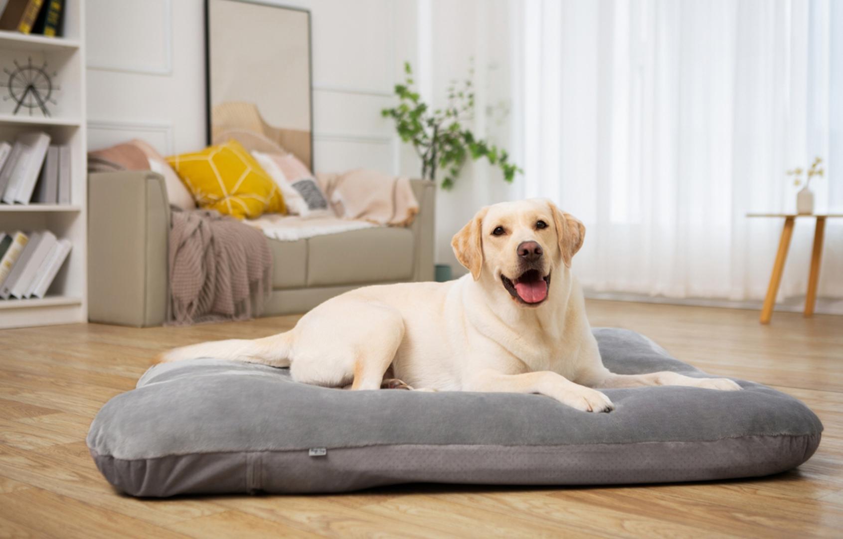 Labrador retriver: Život u stanu ne znači da morate odabrati malu pasminu. Labrador je još jedan dokaz da i veći psi mogu biti odlični stanari ako im osigurate dovoljno kretanja tijekom dana. Poznat je po blagom karakteru, inteligenciji i želji za učenjem pa se lako uklapa u obiteljski život. Obožava duge šetnje, igru lopticom, plivanje i aktivnosti u kojima može provoditi vrijeme sa svojim vlasnikom. Kada potroši višak energije na otvorenom, u domu je miran, opušten i najradije će se smjestiti uz svoju obitelj. Odlično se slaže s djecom i drugim životinjama, zbog čega je jedan od najpopularnijih obiteljskih pasa na svijetu.