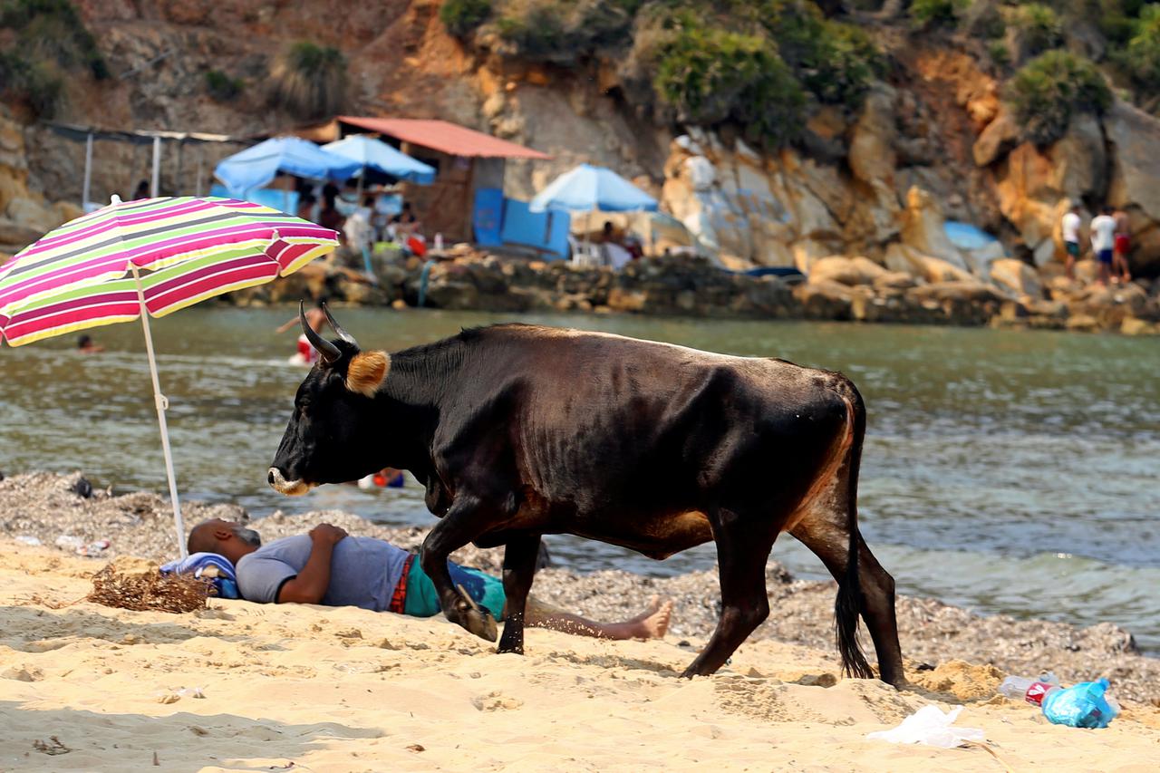 Krava na plaži