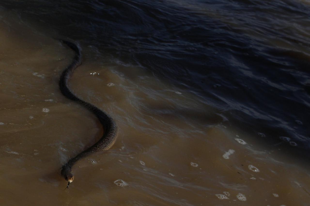 Zmije u Rockhamptonu