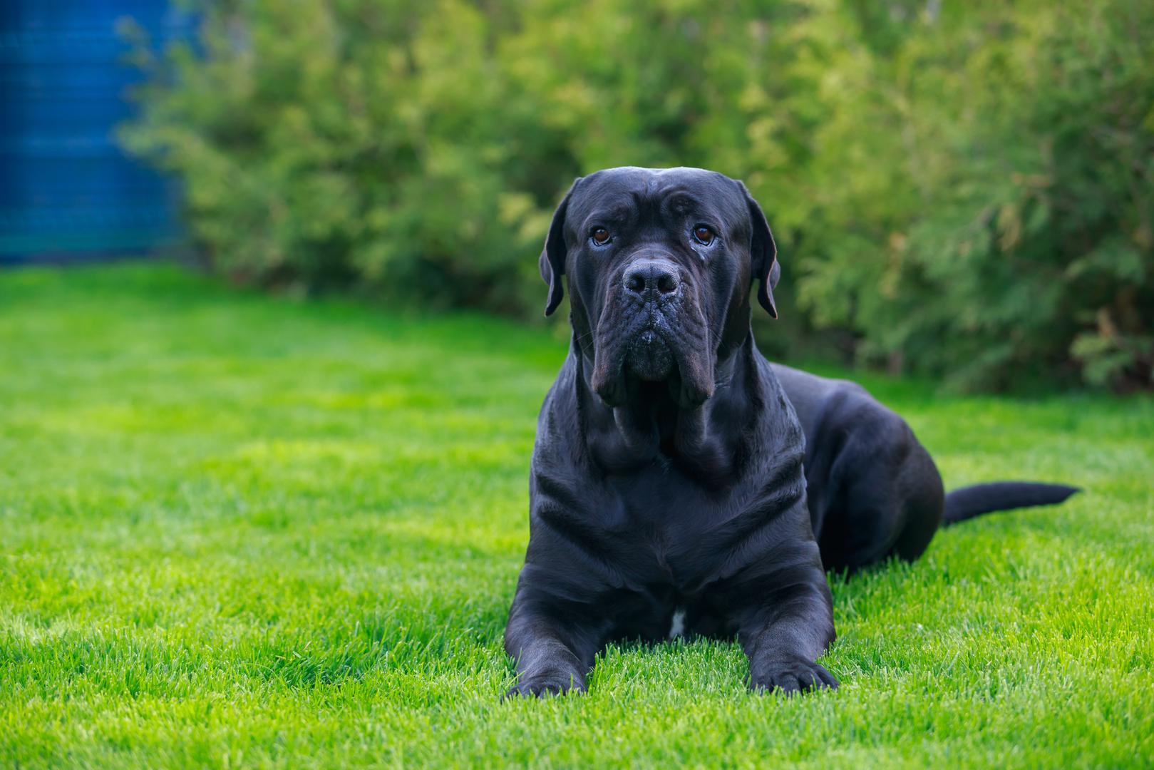 1. Cane corso: Poznati po svojoj odanosti i zaštitničkim instinktima, ovi veliki psi skloni su problemima sa zglobovima i probavnim hitnim slučajevima. Zamjena kuka može koštati više od osam tisuća eura po kuku, dok hitna operacija nadutosti može iznositi tri tisuće eura.